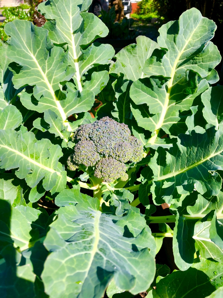 Optimizing Digestion 101 Kairos Counseling & Wellness