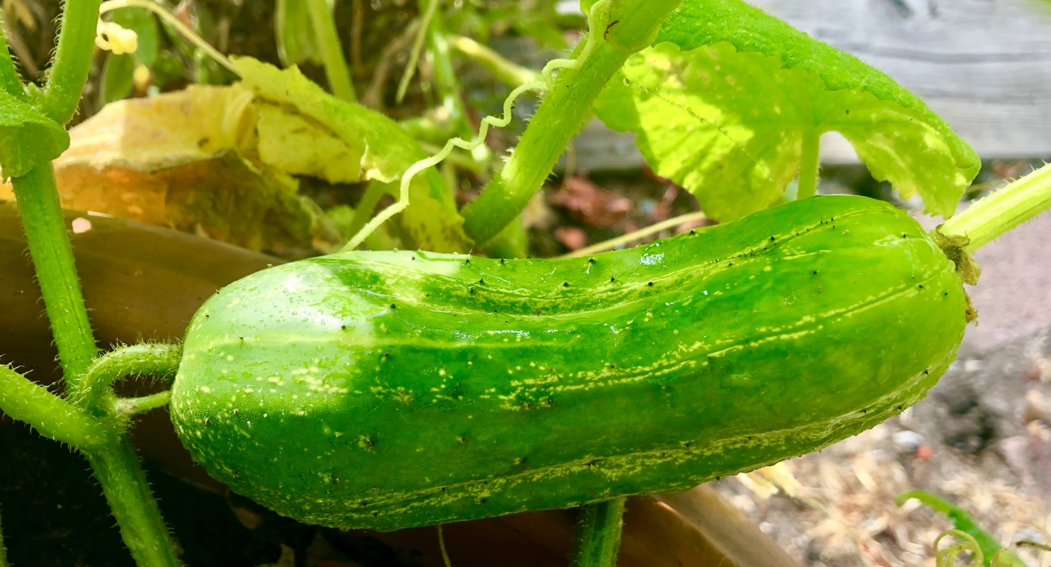 Optimizing Digestion 101 Kairos Counseling & Wellness